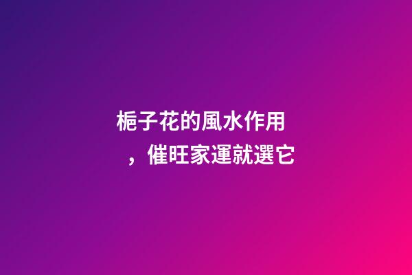 梔子花的風水作用，催旺家運就選它